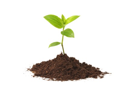 Young plant